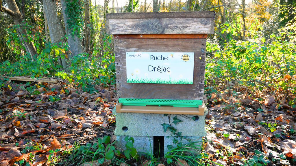 La ruche Dréjac
