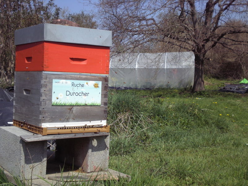 La ruche Durocher