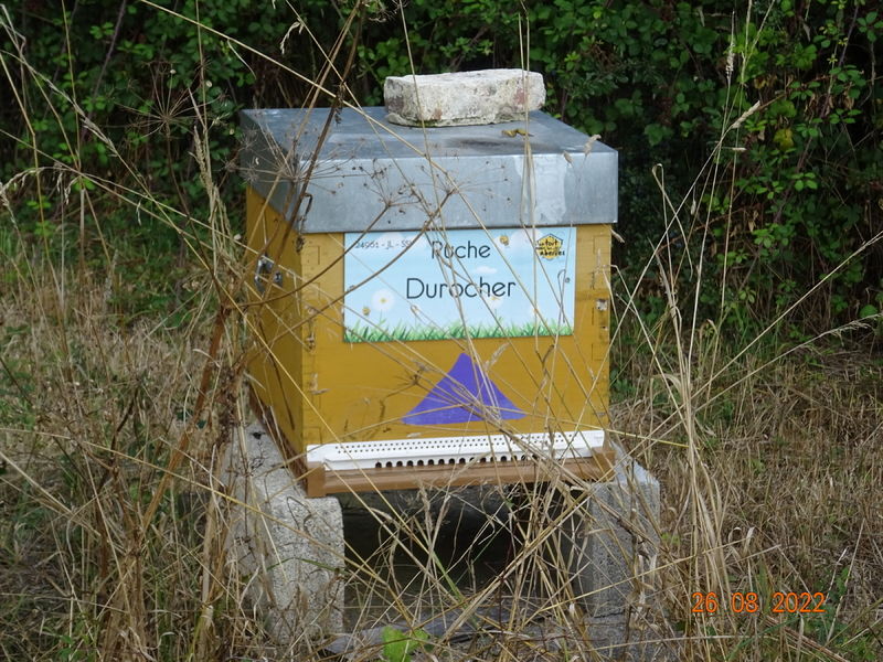 La ruche Durocher