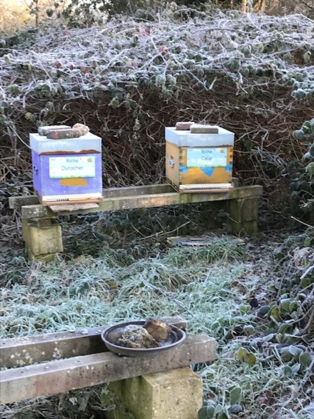 La ruche Durocher