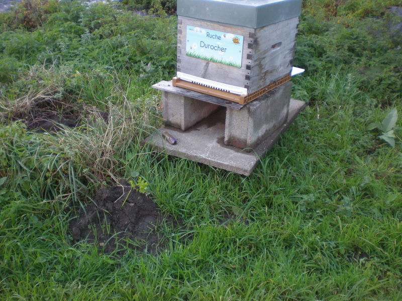 La ruche Durocher