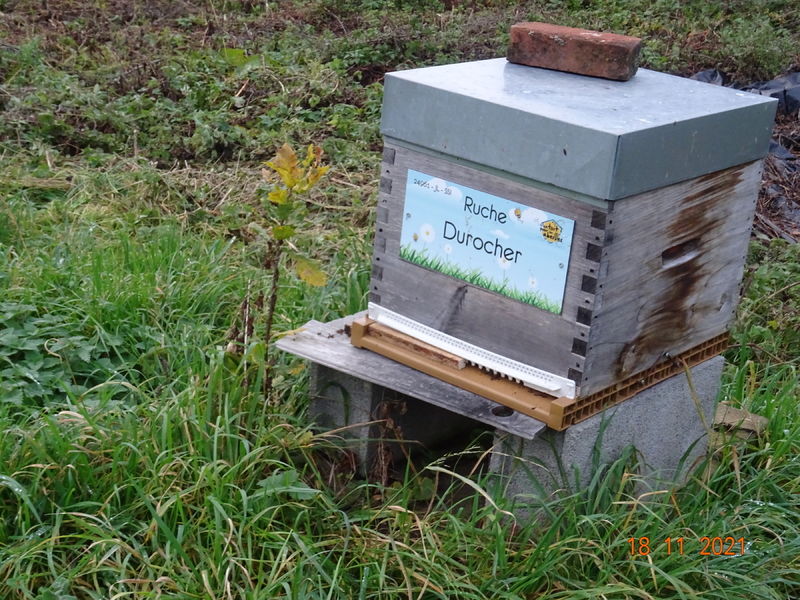 La ruche Durocher