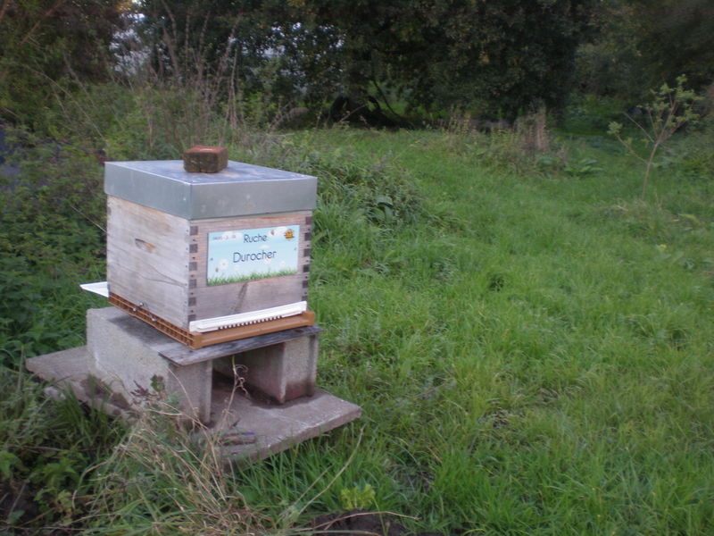 La ruche Durocher