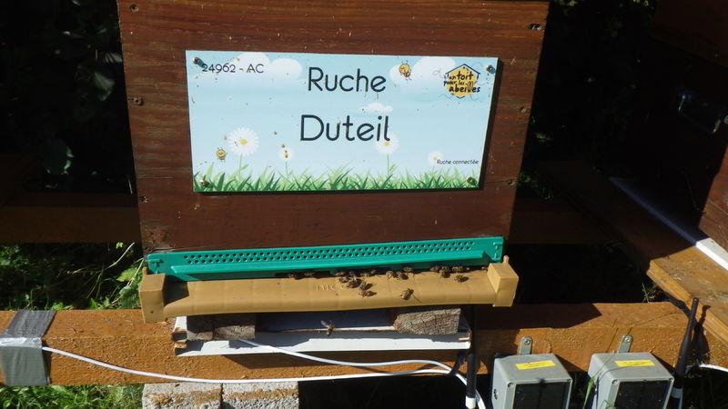 La ruche Duteil