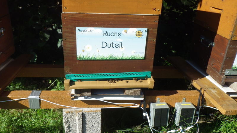 La ruche Duteil