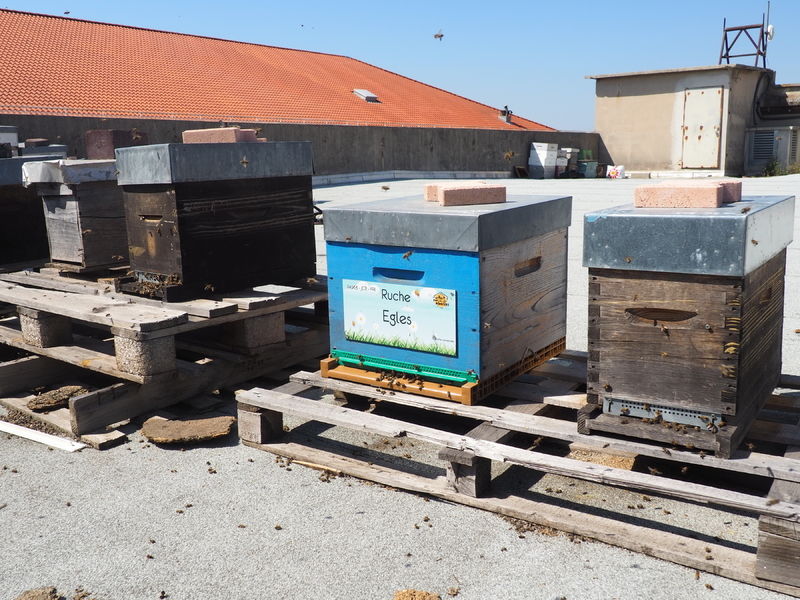 La ruche Egles