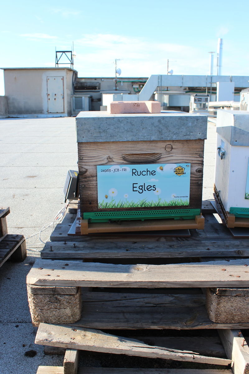La ruche Egles