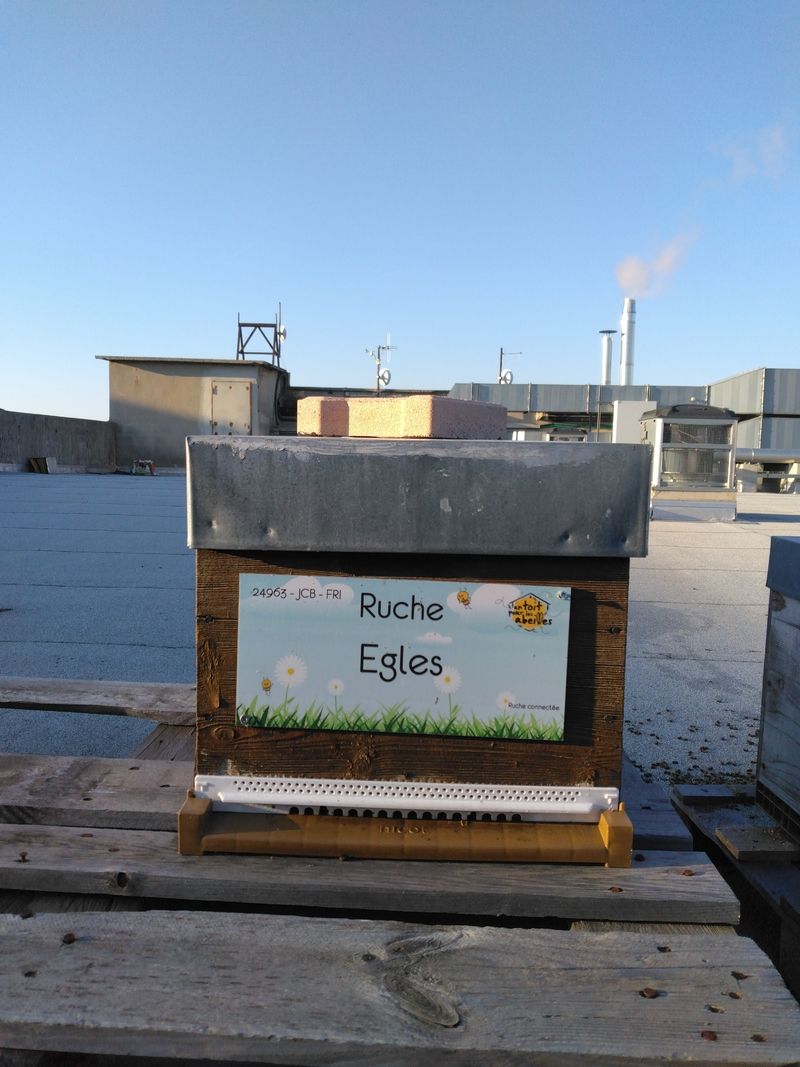 La ruche Egles