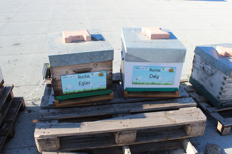 La ruche Egles