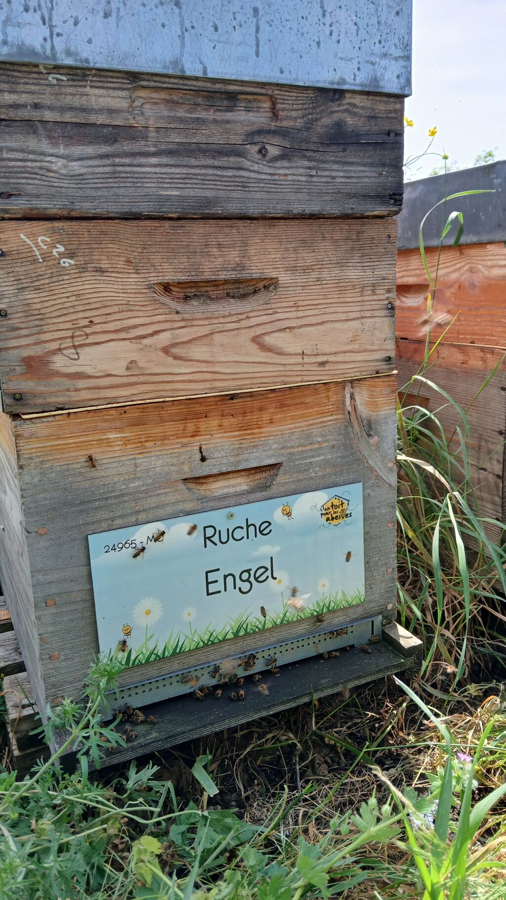 La ruche Engel