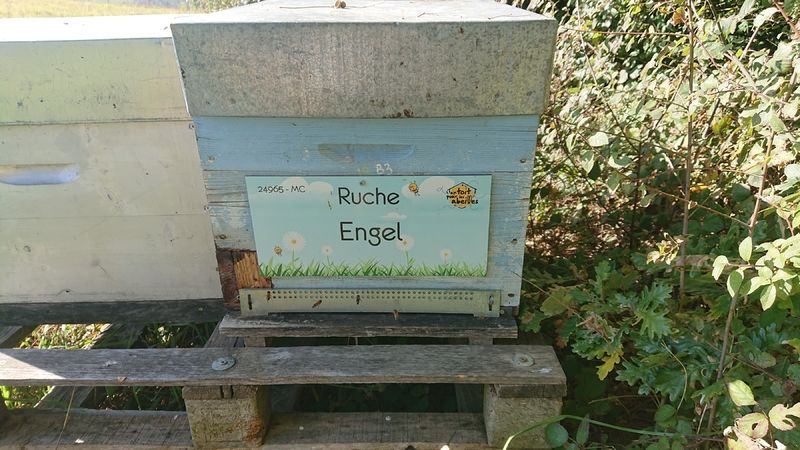 La ruche Engel