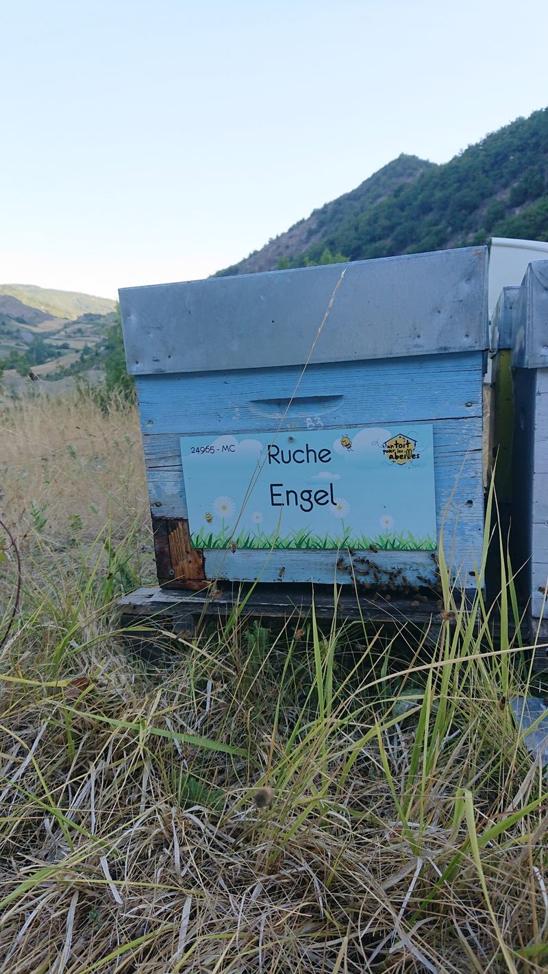 La ruche Engel