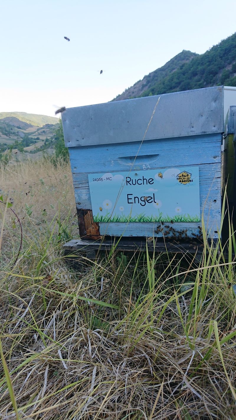 La ruche Engel