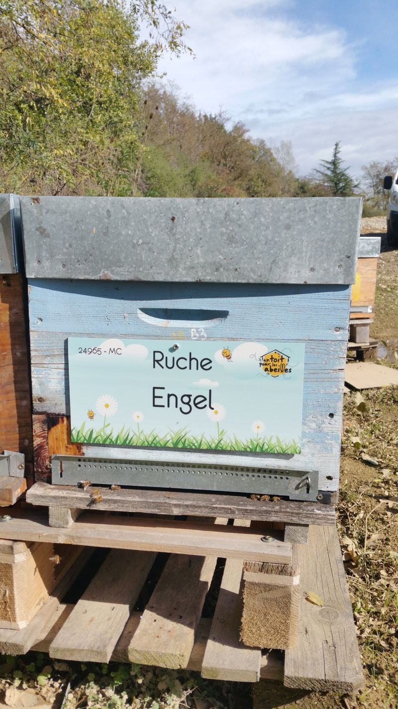 La ruche Engel