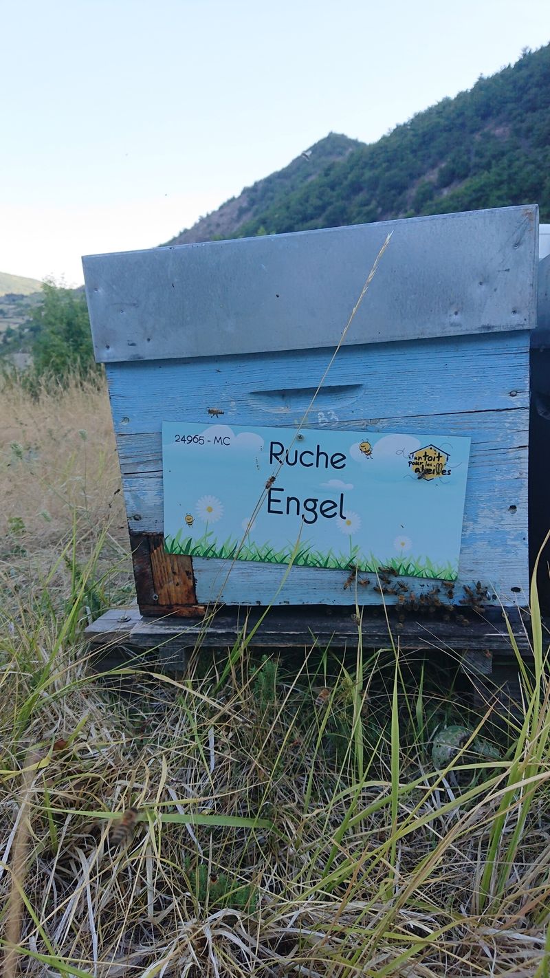 La ruche Engel