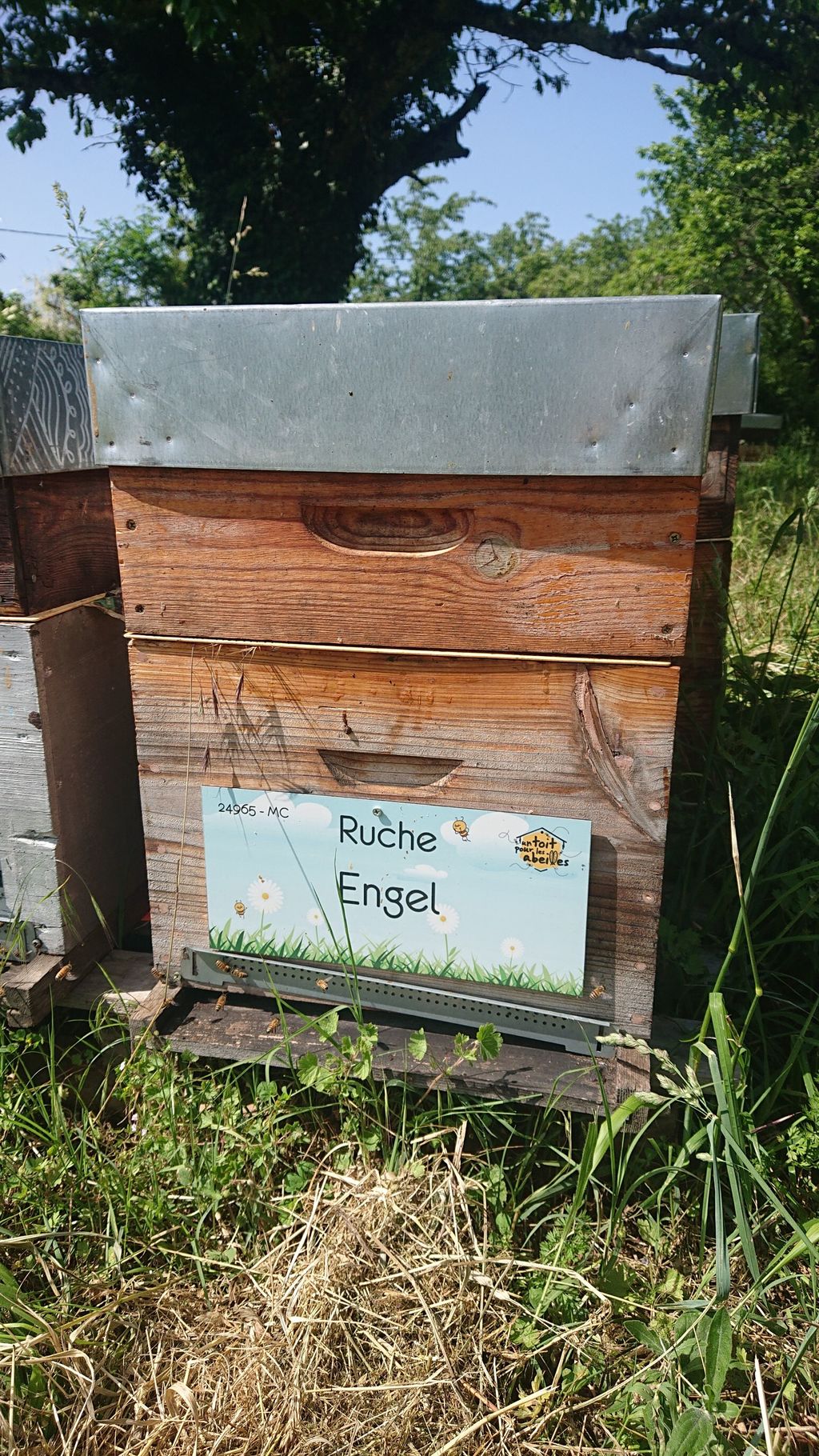 La ruche Engel