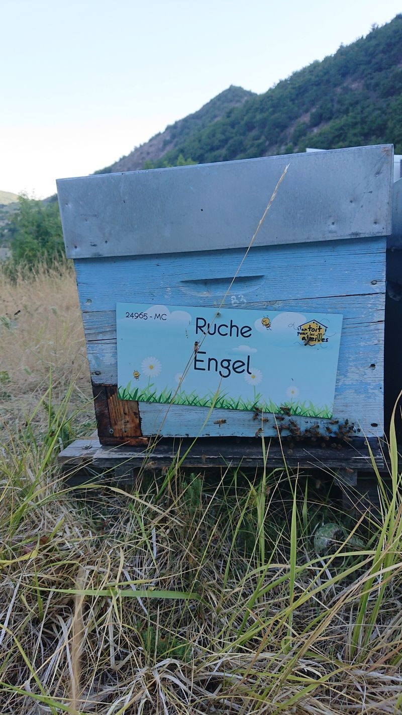 La ruche Engel