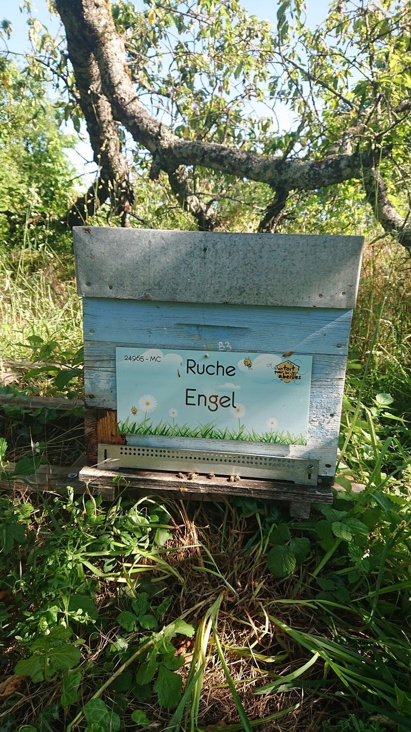 La ruche Engel