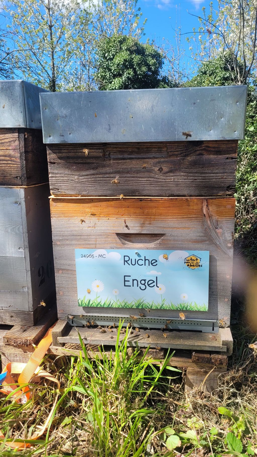 La ruche Engel