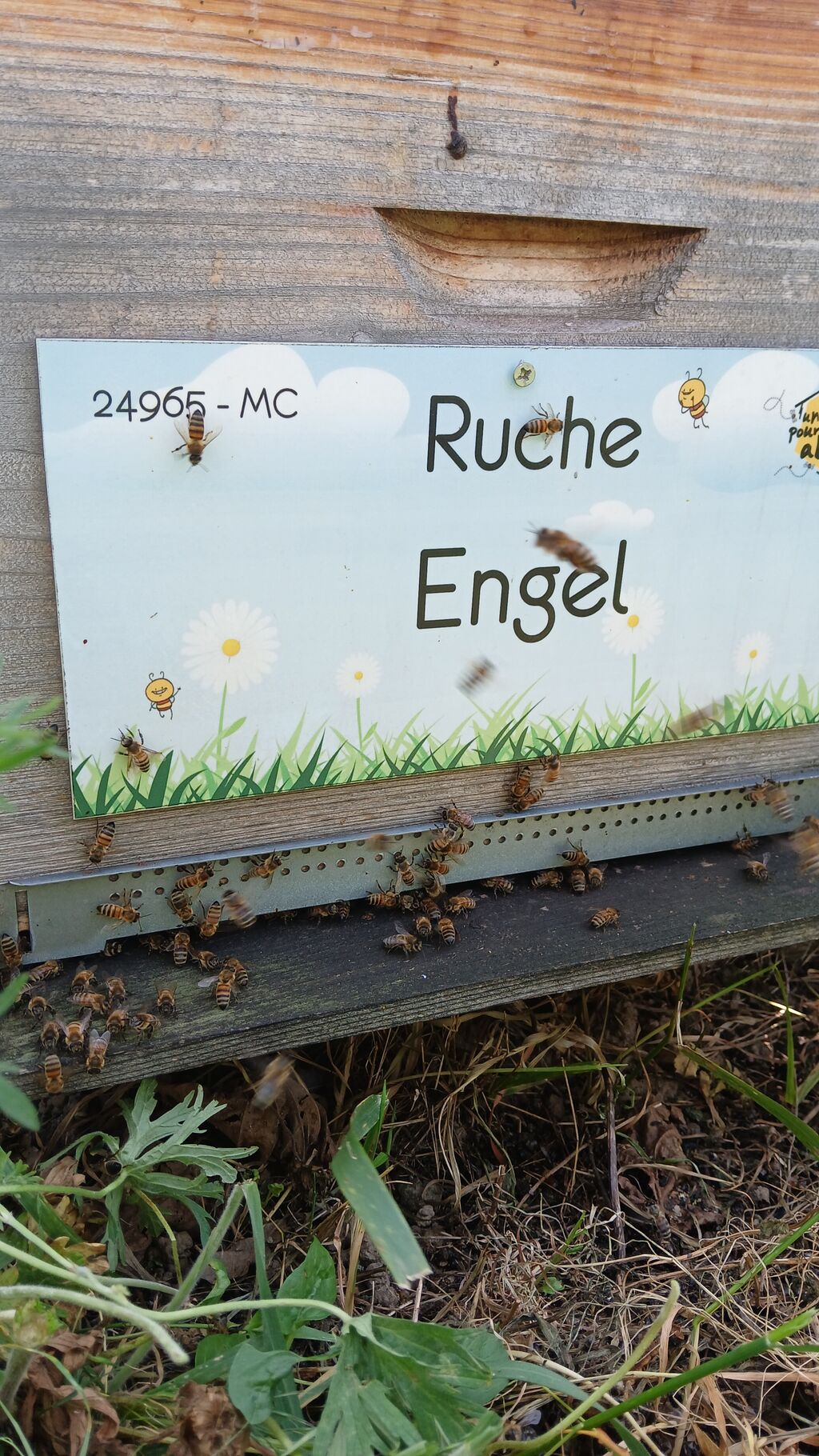 La ruche Engel