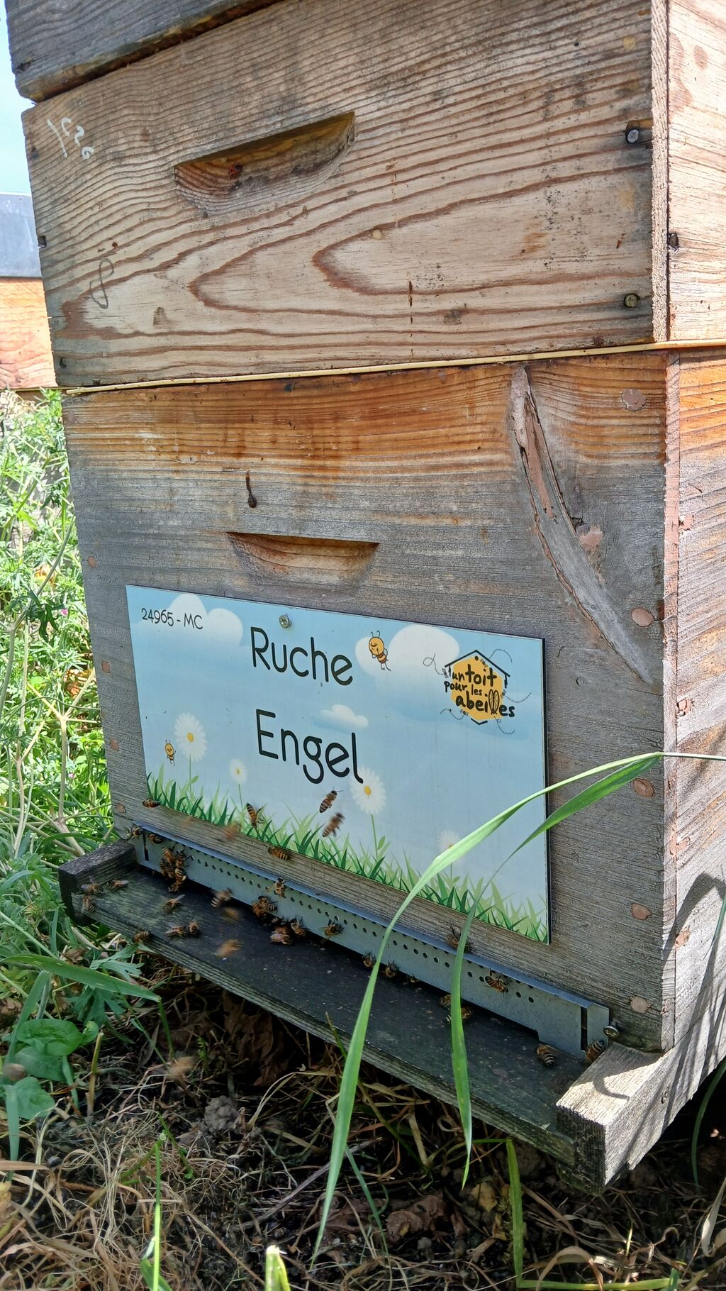 La ruche Engel