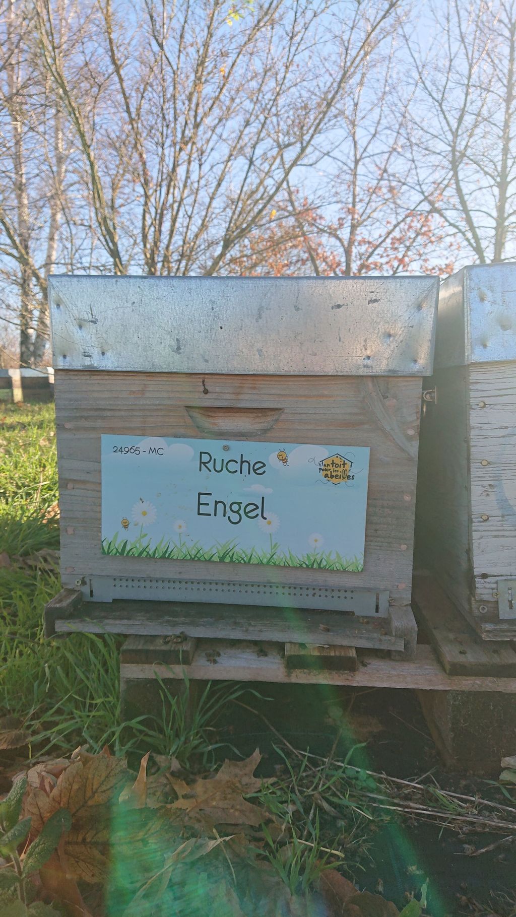 La ruche Engel