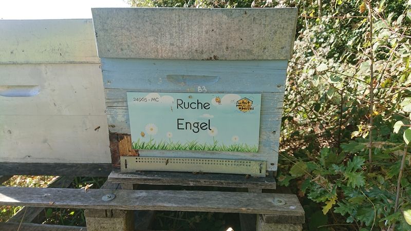 La ruche Engel