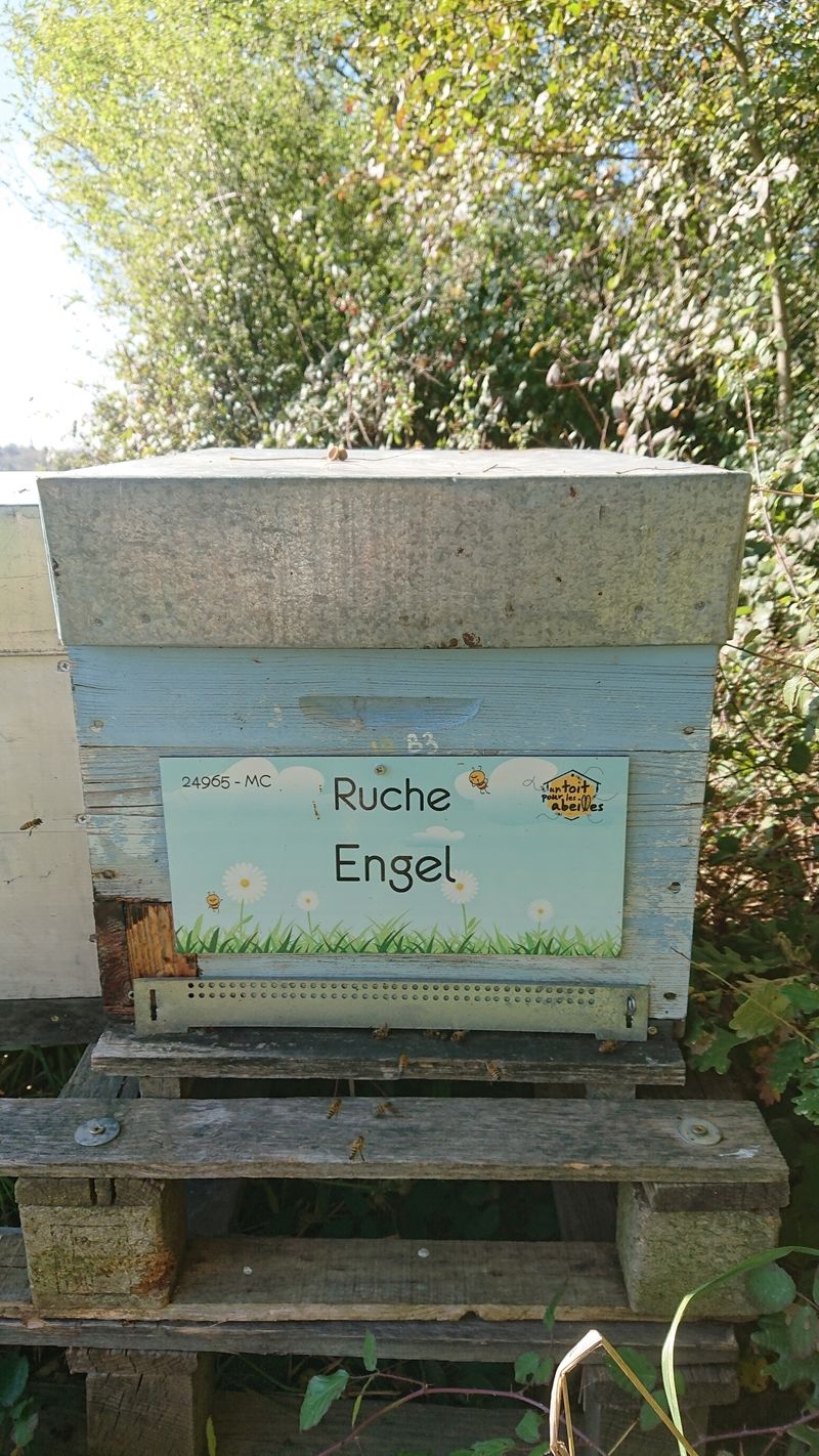 La ruche Engel