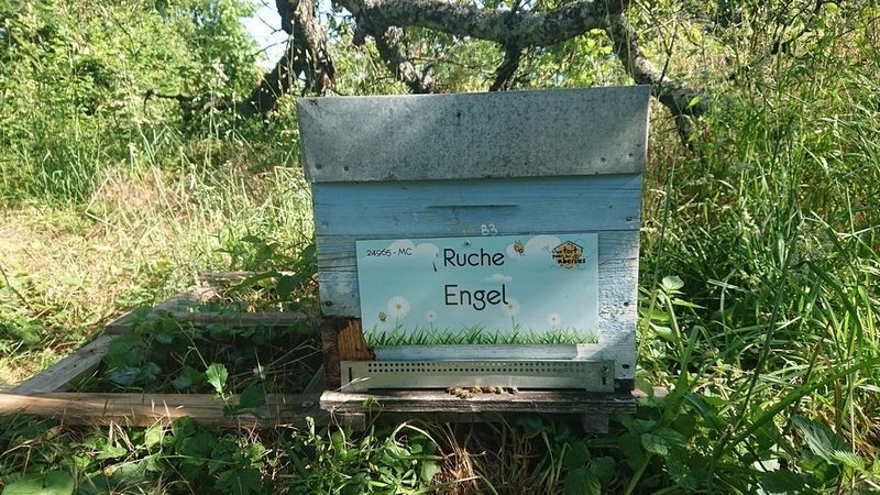 La ruche Engel