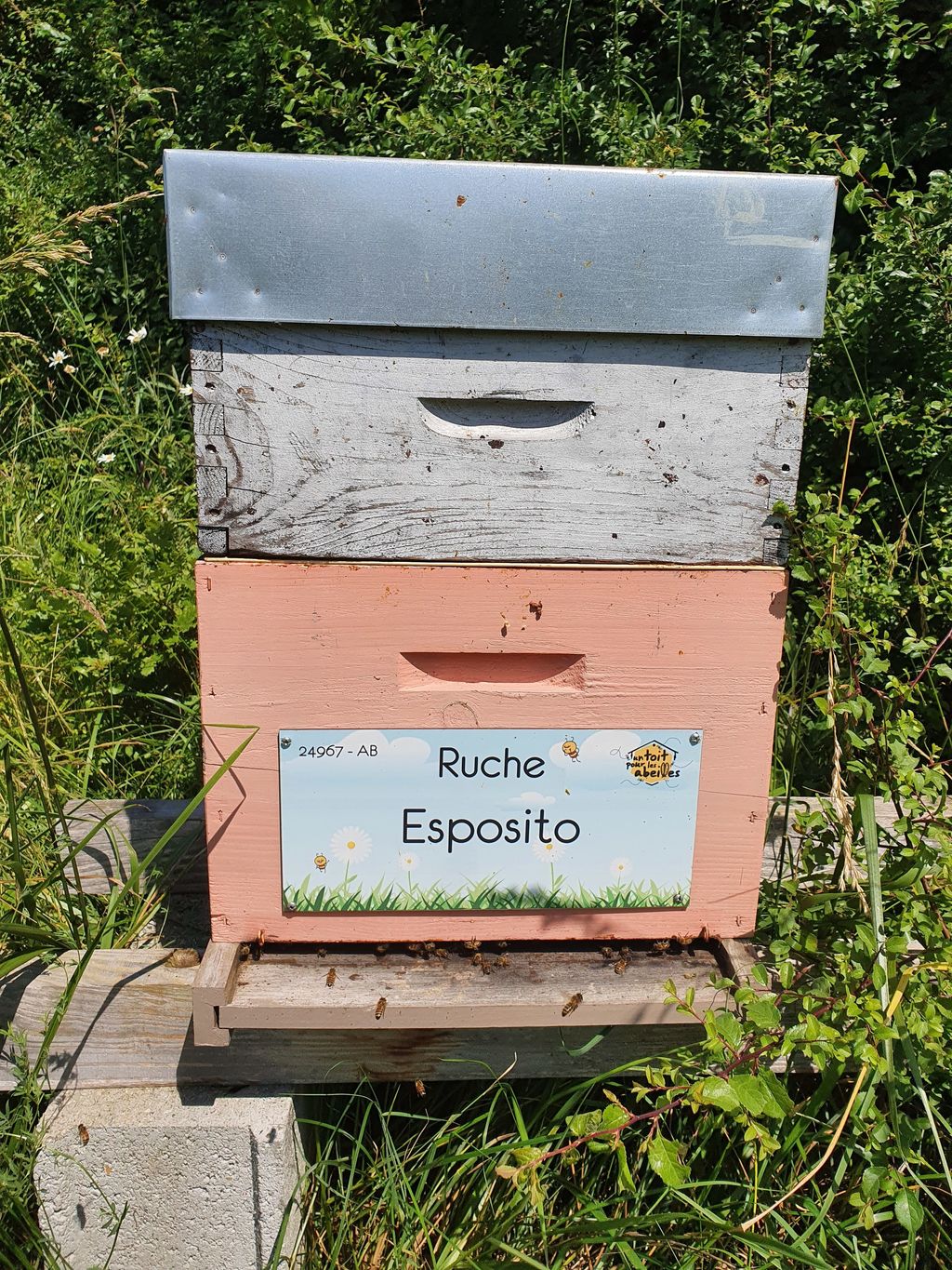 La ruche Esposito