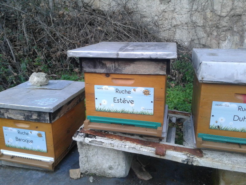 La ruche Estève