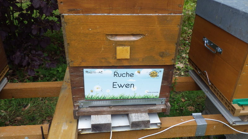 La ruche Ewen