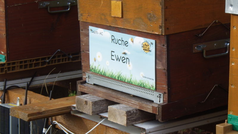La ruche