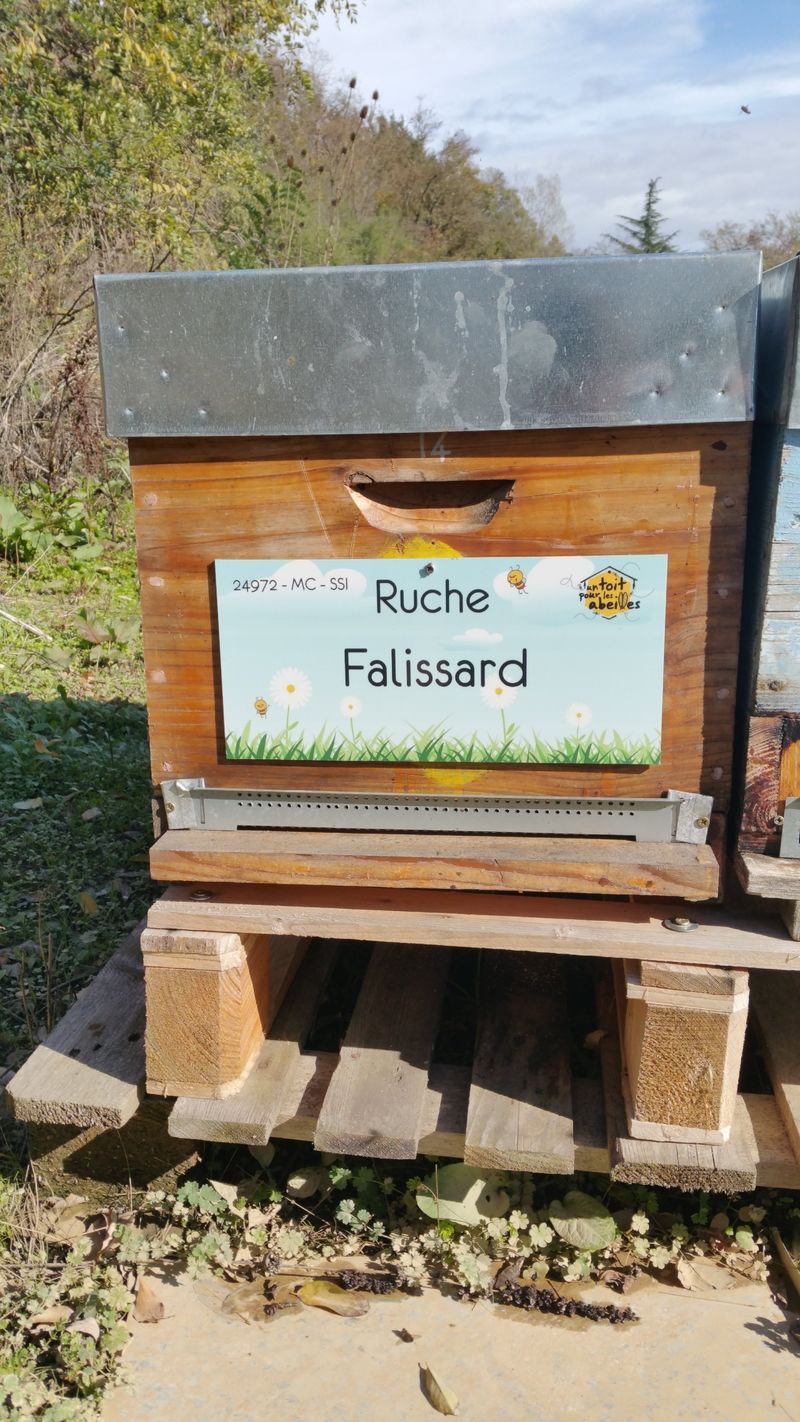 La ruche Falissard