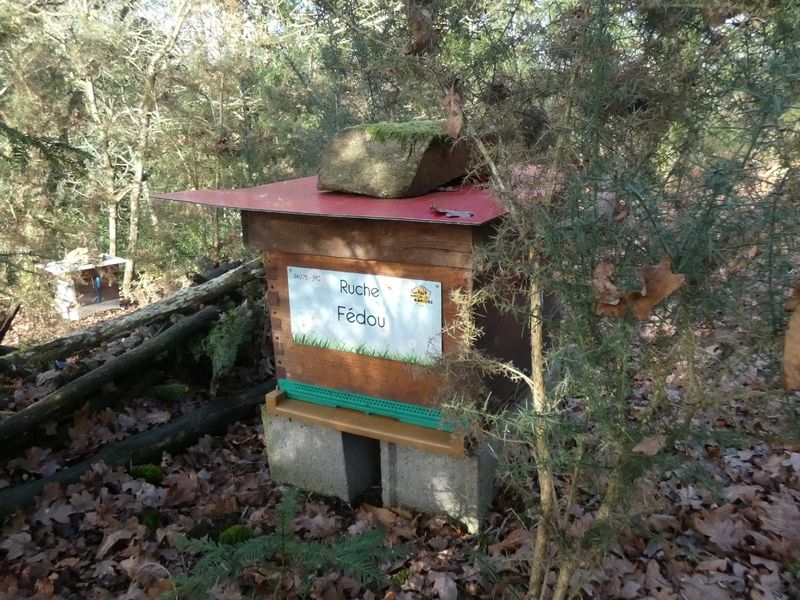 La ruche Fédou