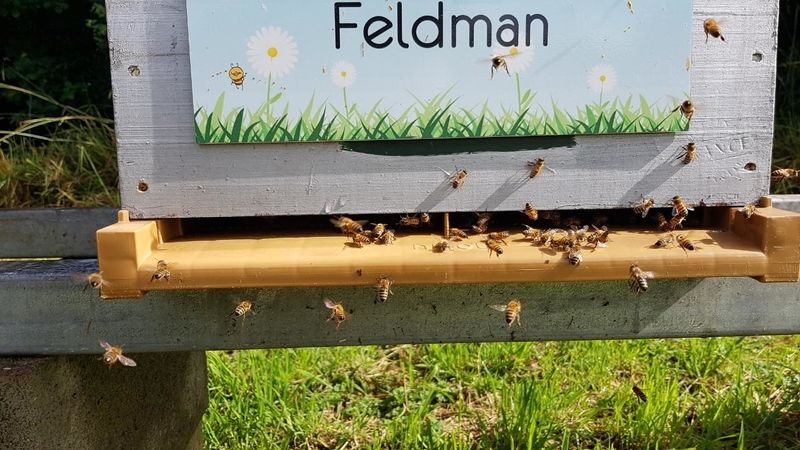 La ruche Feldman