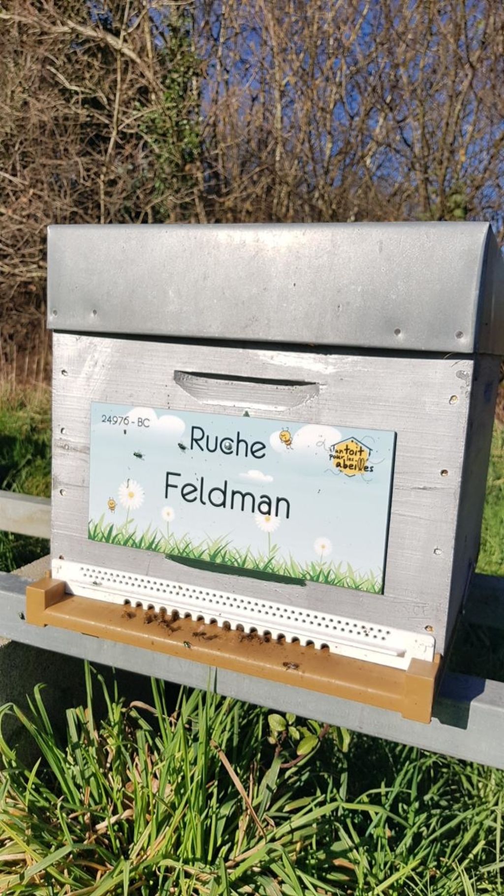 La ruche Feldman