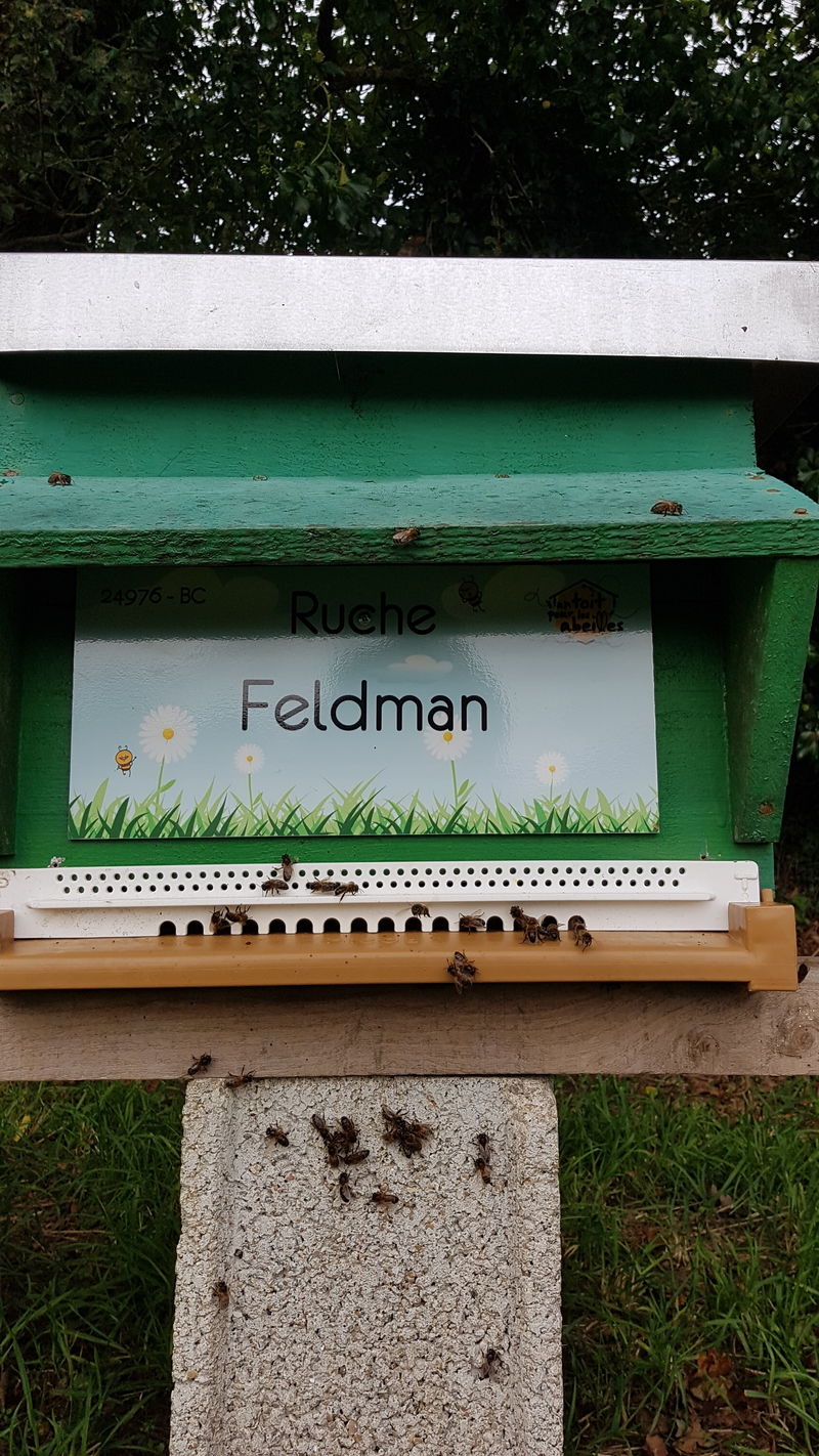 La ruche Feldman