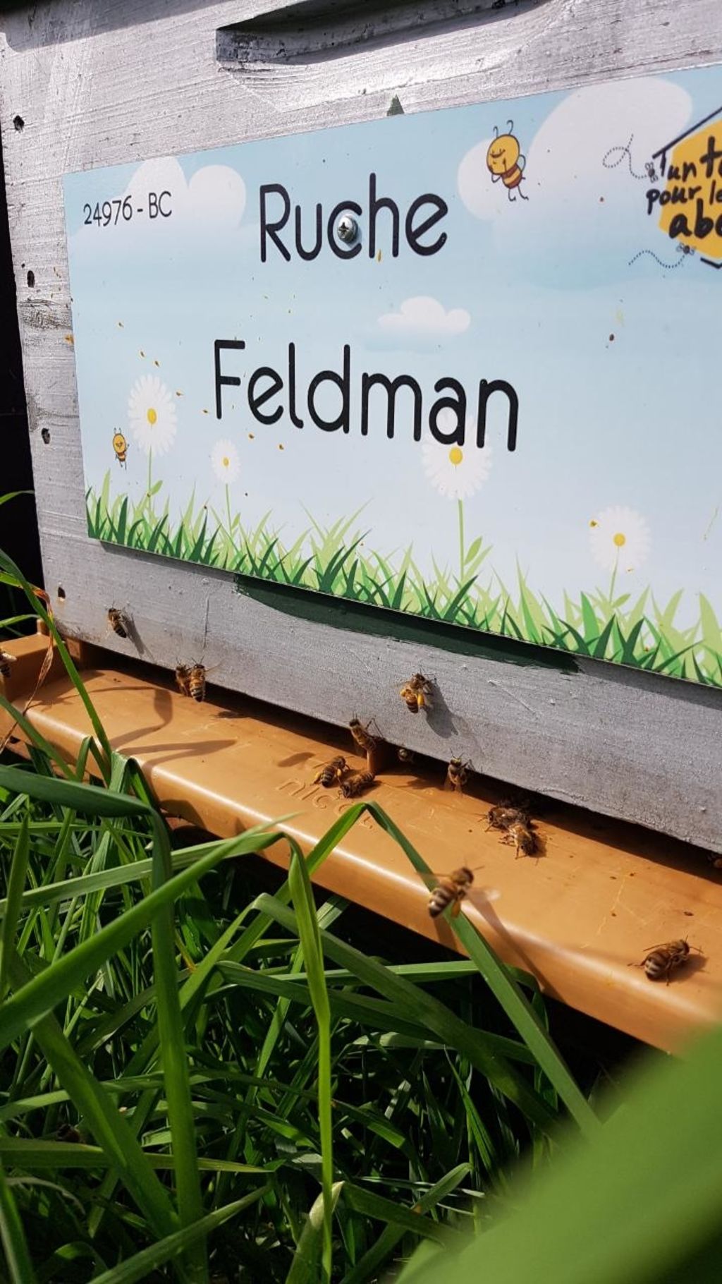 La ruche Feldman