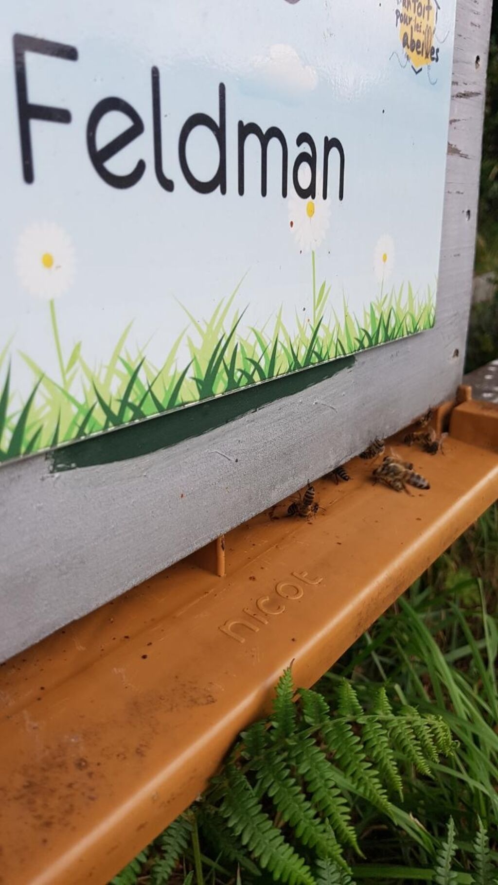 La ruche Feldman