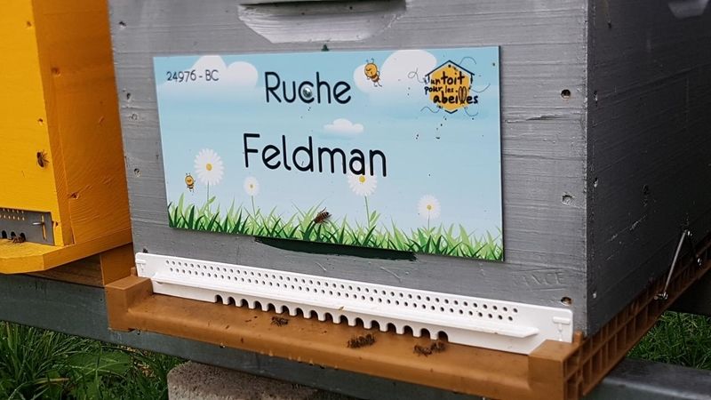 La ruche Feldman