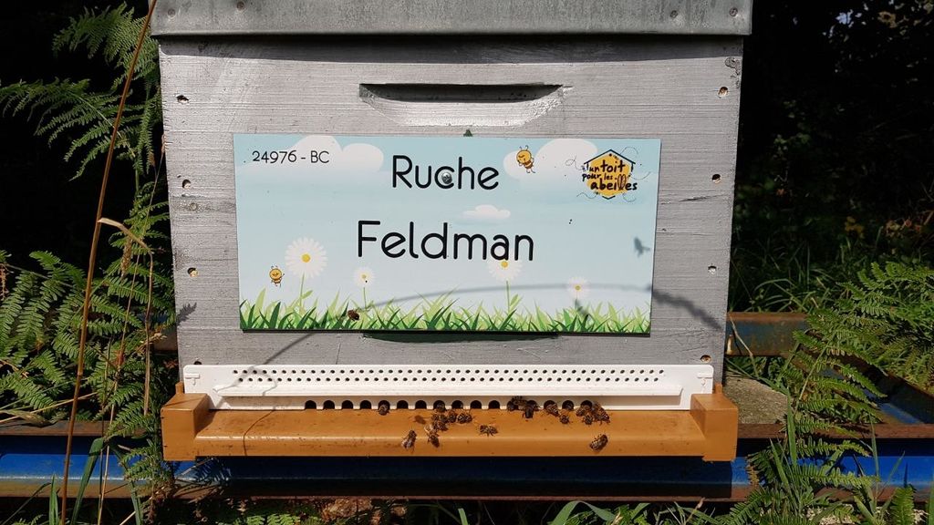 La ruche Feldman