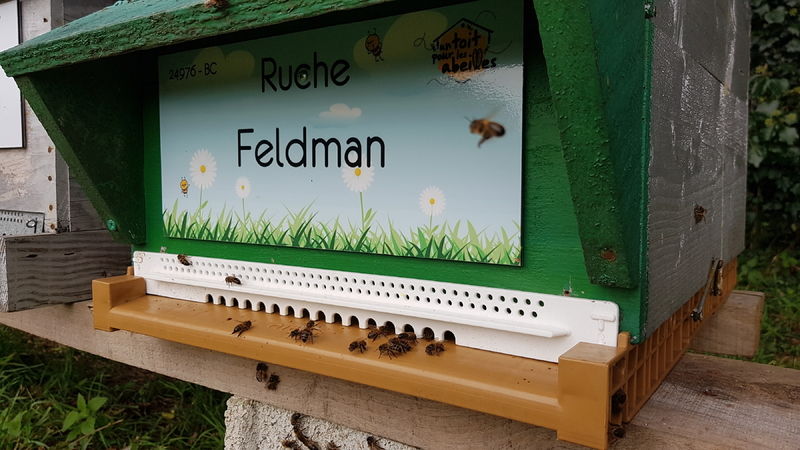La ruche Feldman
