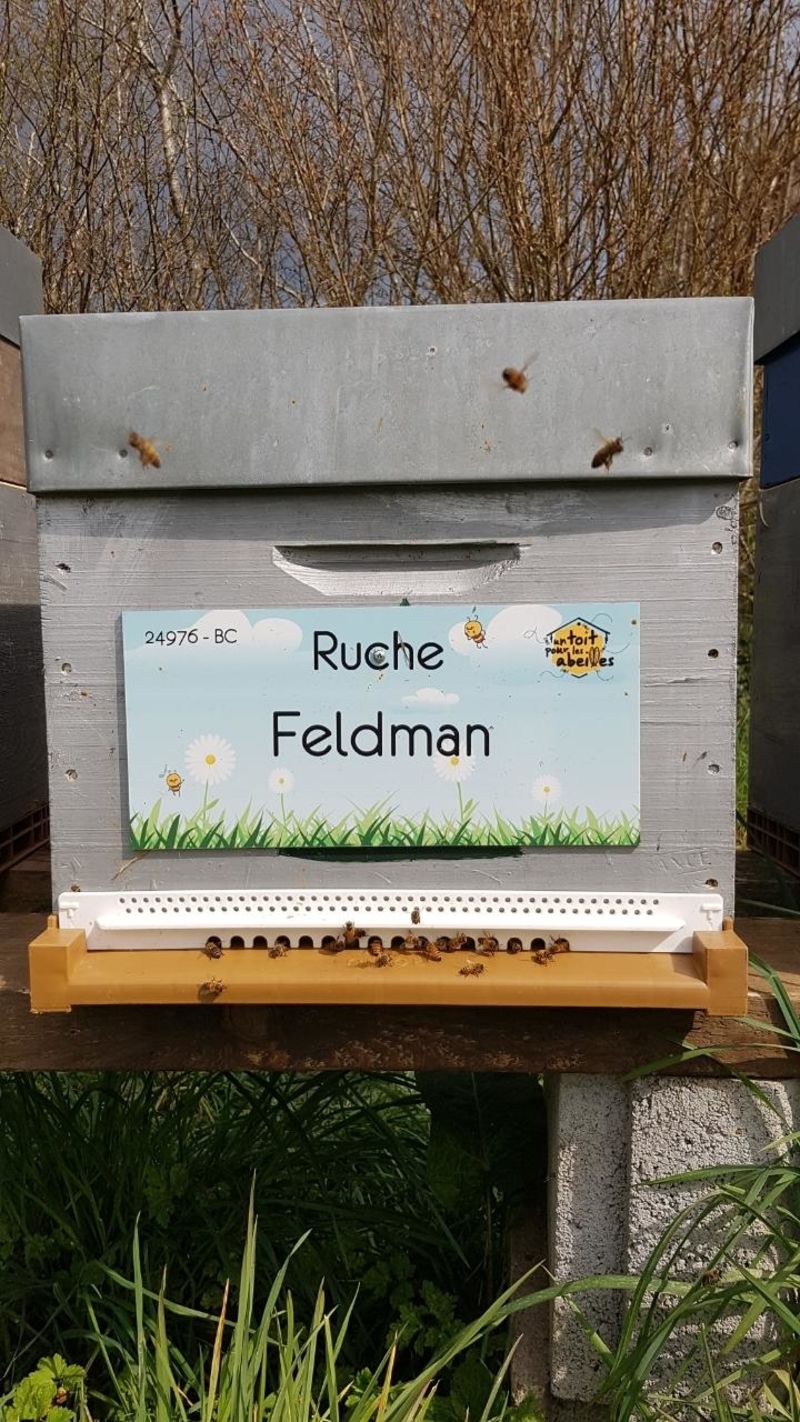 La ruche Feldman