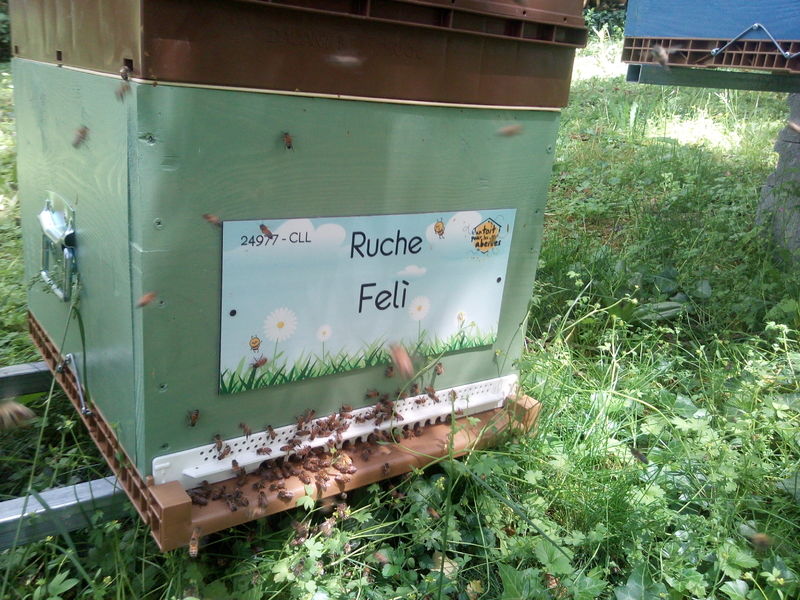 La ruche Felì