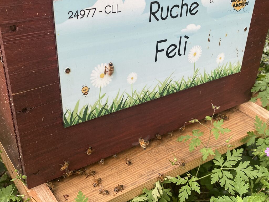 La ruche Felì