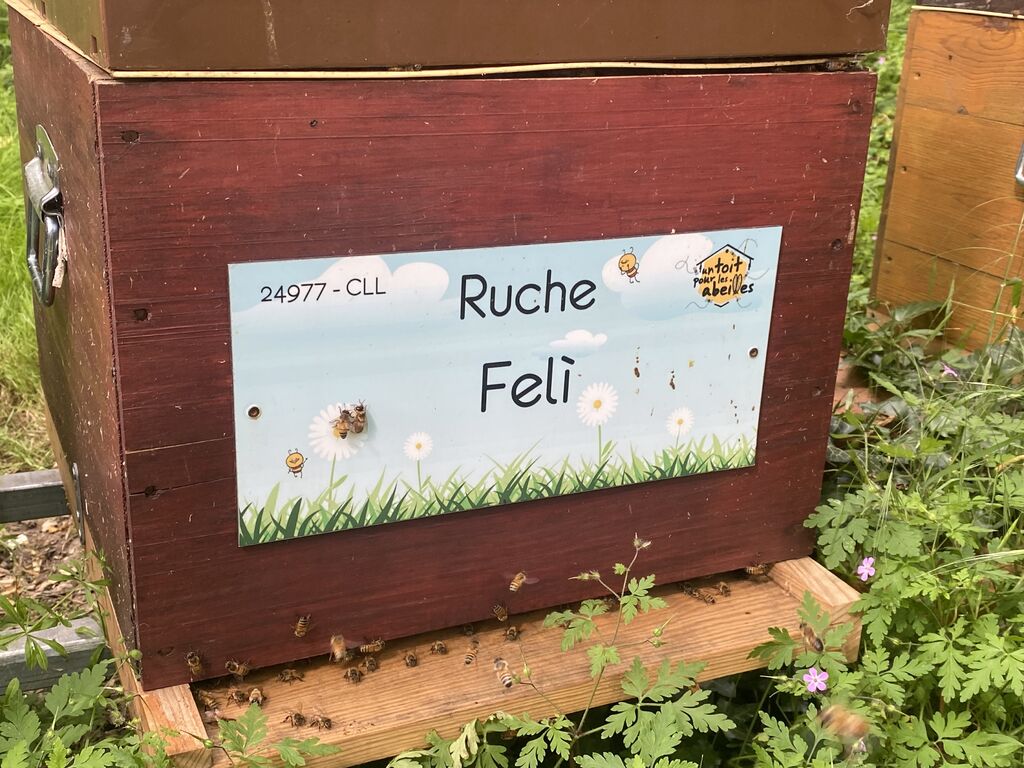 La ruche Felì