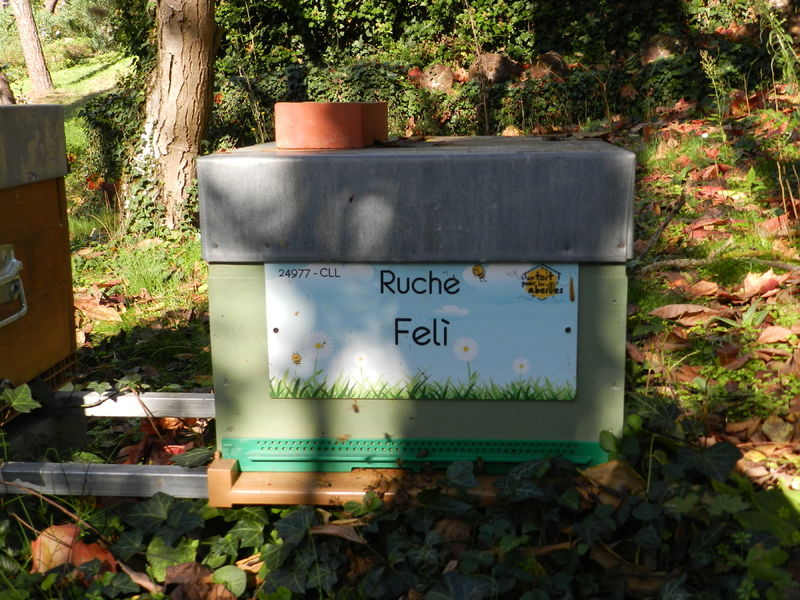 La ruche Felì