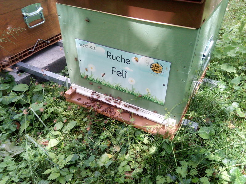 La ruche Felì