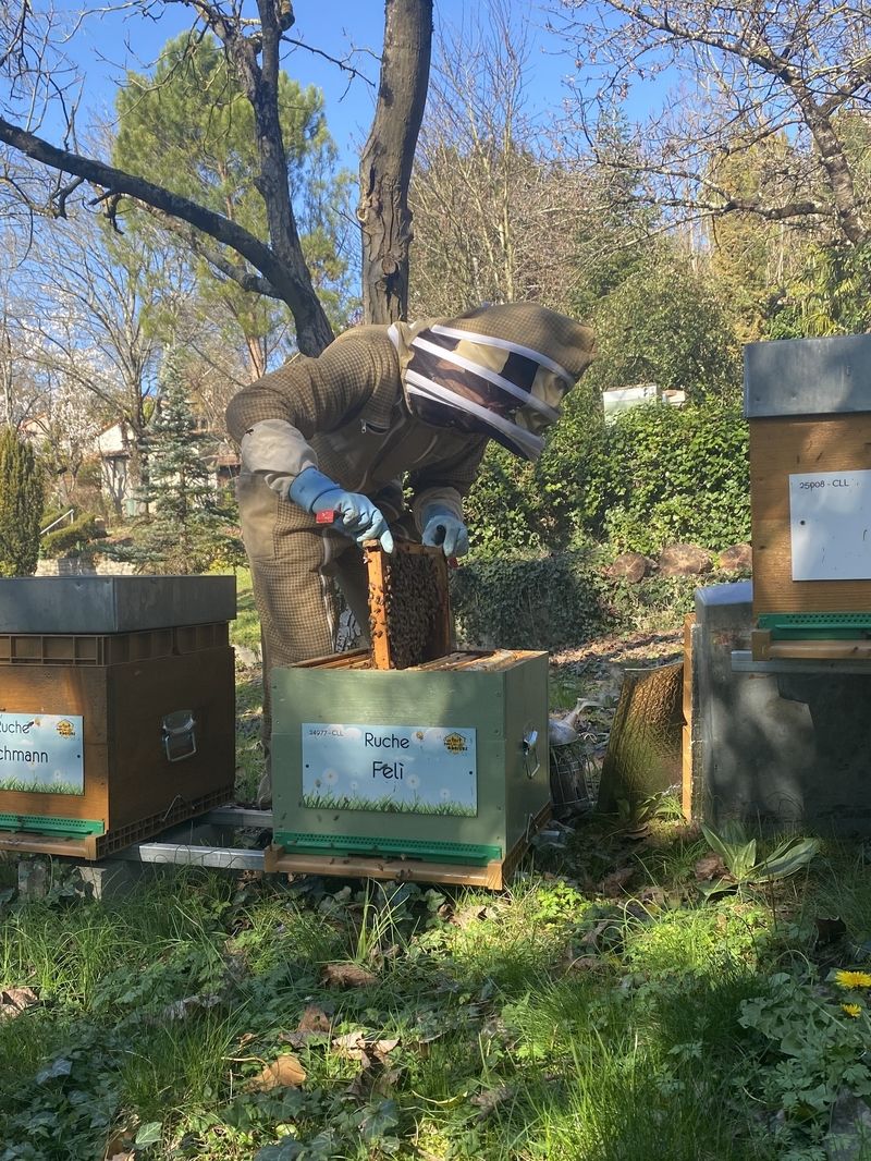 La ruche Felì